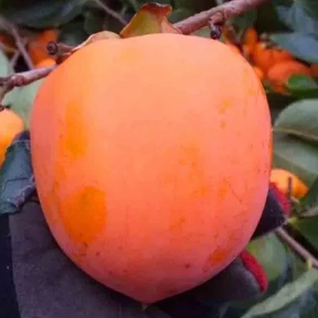 Хурма бурштинова Гігант (преміальний, великоплідний сорт)