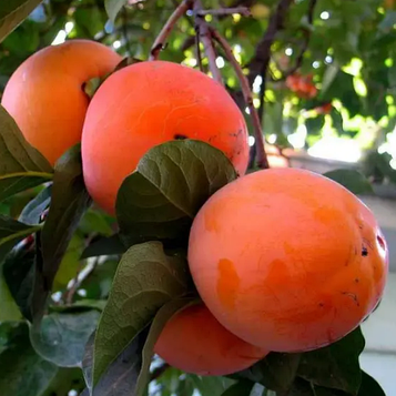 Хурма Голден Квін (самоплідна, рання, морозостійка)