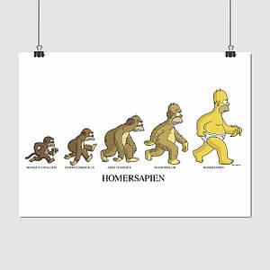 Плакат "Сімпсони, еволюція Гомера, Simpsons", 43×60см