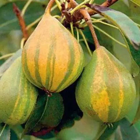 Азіатська груша "Писанка" (смугаста, солодкий з пряними нотками сорт)