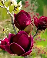 Магнолія 4-х річна гібридна "Black Tulip" (висота 150 см)