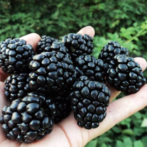 Саджанці ожини "Аучіта"