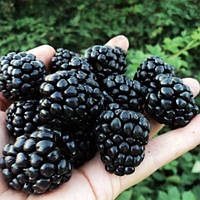 Саджанці ожини "Аучіта"