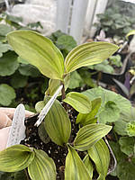Саджанці традесканції Блосфельда Ауреа Tradescantia Blossfeld Aurea