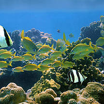 Плакат "Підводний світ, риби, кораловий риф", 43×60см, фото 2