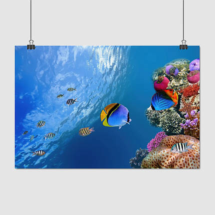 Плакат "Підводний світ, риби, кораловий риф", 40×60см, фото 1