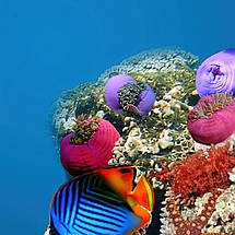 Плакат "Підводний світ, риби, кораловий риф", 40×60см, фото 2