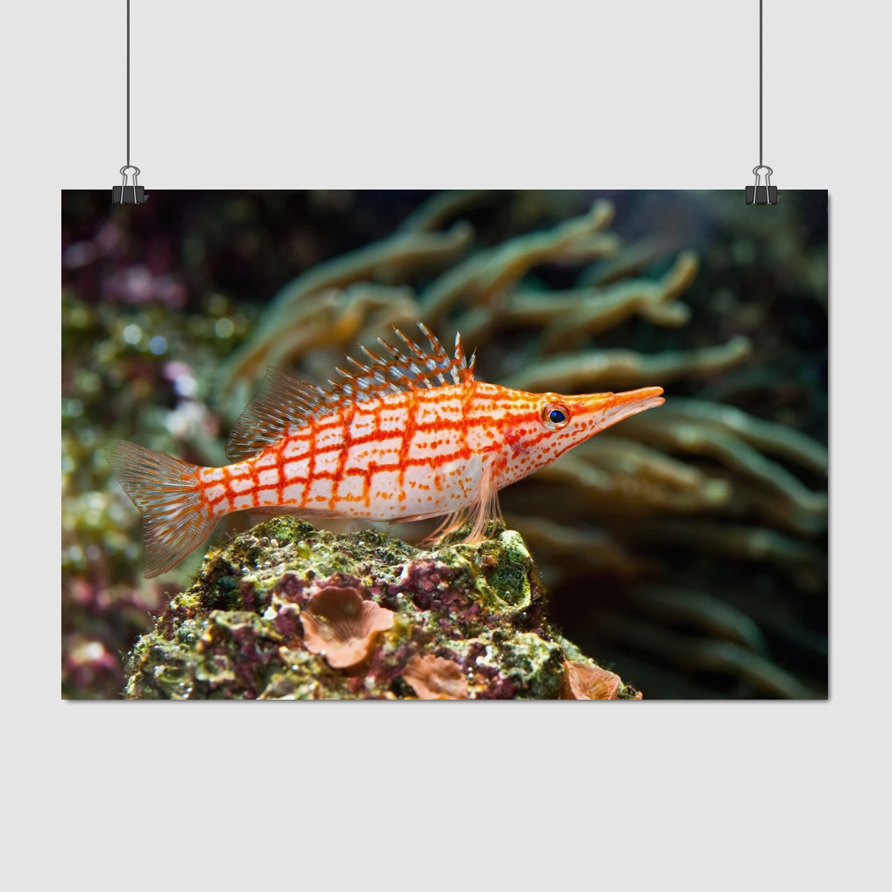 Плакат "Рибка крупним планом, кораловий риф", 40×60см