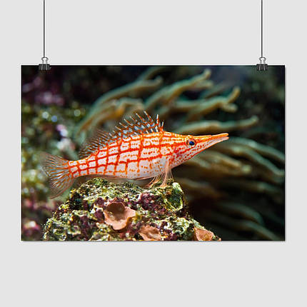 Плакат "Рибка крупним планом, кораловий риф", 40×60см, фото 1