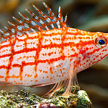 Плакат "Рибка крупним планом, кораловий риф", 40×60см, фото 2