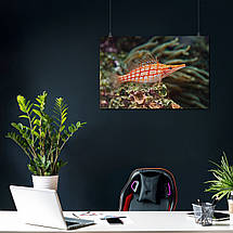 Плакат "Рибка крупним планом, кораловий риф", 40×60см, фото 3