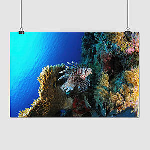 Плакат "Кораловий риф, скорпена, морський йорж", 40×60см