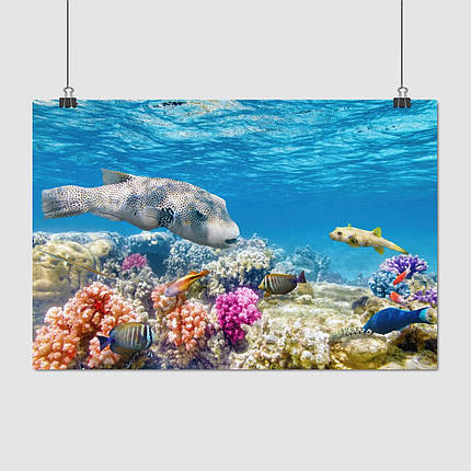 Плакат "Підводний світ, риби, кораловий риф", 40×60см, фото 1