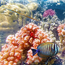 Плакат "Підводний світ, риби, кораловий риф", 40×60см, фото 2