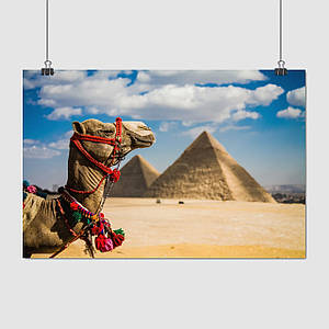 Плакат "Єгипет, верблюд на тлі пірамід", 40×60см