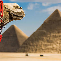 Плакат "Єгипет, верблюд на тлі пірамід", 40×60см, фото 2