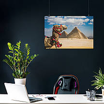 Плакат "Єгипет, верблюд на тлі пірамід", 40×60см, фото 3