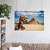 Плакат "Єгипет, верблюд на тлі пірамід", 40×60см, фото 6