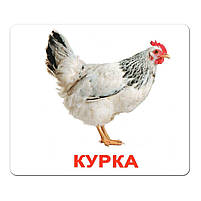 Розвиваюча гра Картки Домана Моя перша валіза «Вундеркінд з пелюшок» укр мова - 5 наборів (125316), фото 10