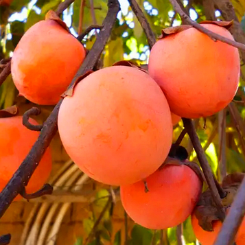 Хурма Гора Говерла (великоплідна)