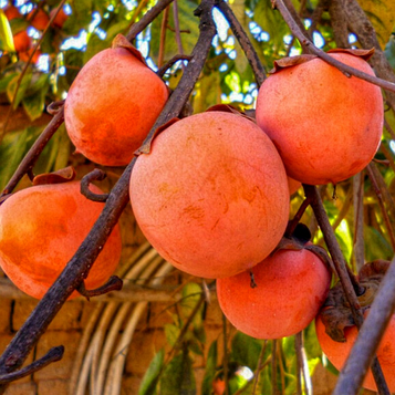 Хурма Божий Дар (Високоврожайний, самоплідний сорт)