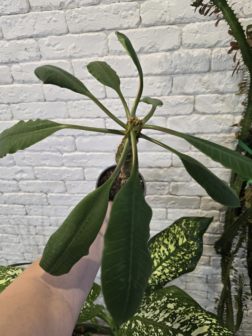 Молочай пальмовий, фото 1