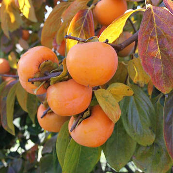 Хурма Шарон (великоплідна, солодка)