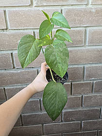 Сциндапсус, епіпремнум ліана