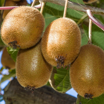 Ківі Бруно 2 роки ОКС