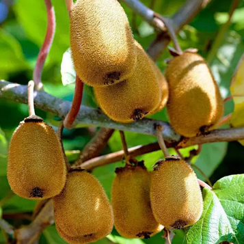 Ківі «Генріх» 2 роки ОКС