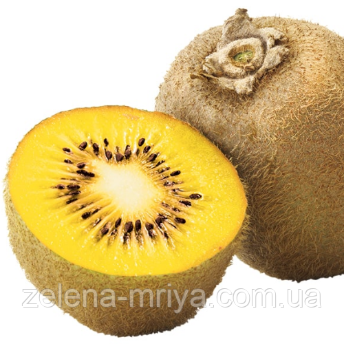 Ківі «Голд»  2 роки (самоплідний, жовтом'ясий)ОКС, фото 1