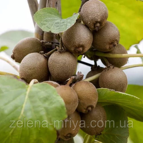 Ківі  Соло (Самозапильний сорт) 1 рік, фото 1