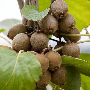 Ківі Соло (Самозапильний сорт) 1 рік