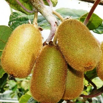 Ківі "Аллісон великоплідний" 1 рік