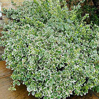 Бересклет Форчуна "Емеральд Гаїті"  (біло-зелений) 4р.