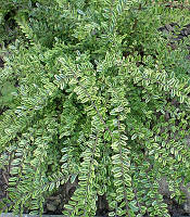Жимолость Шапочна Variegata (Lonicera pileata) (ЗКС) 2р.
