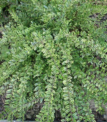 Жимолость Шапочна Variegata (Lonicera pileata) (ЗКС) 2р., фото 1