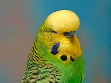 Корм для хвилястих папуг Deli Nature