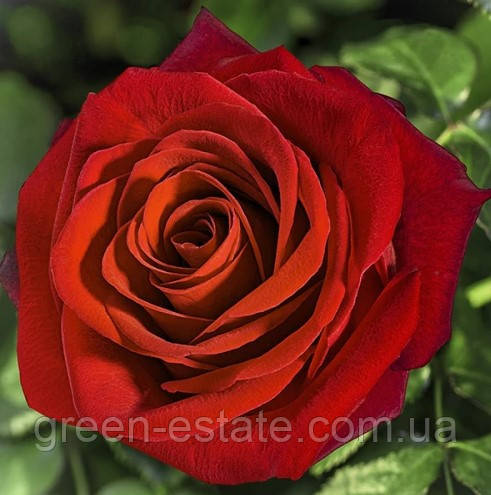 Троянда чайно-гібридна Терракотта