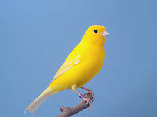 Корм для канарок Deli Nature