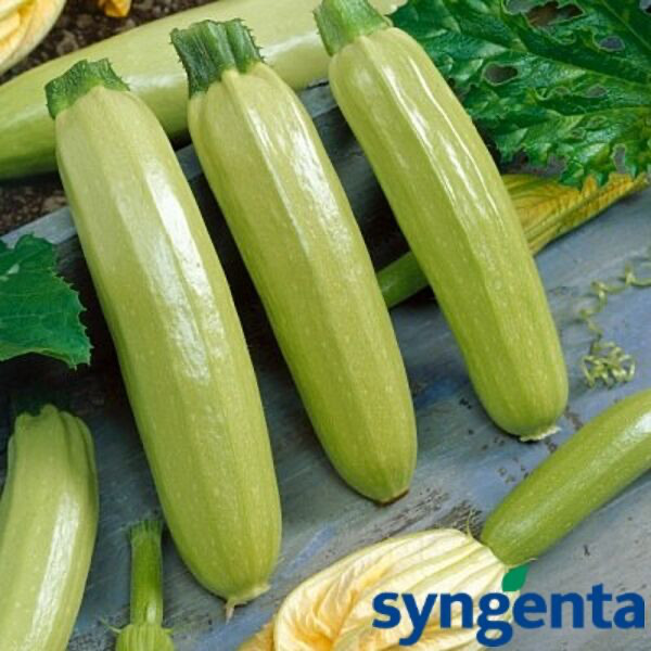 Кабачок Ангеліна F1 Syngenta 50 шт