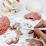 Анатомічна модель Черепа RESTEQ 11 частин 11x17x15 см деталізований анатомічний череп для навчання, фото 2