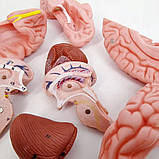 Анатомічна модель Черепа RESTEQ 11 частин 11x17x15 см деталізований анатомічний череп для навчання, фото 3