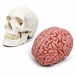 Анатомічна модель Черепа RESTEQ 11 частин 11x17x15 см деталізований анатомічний череп для навчання, фото 6