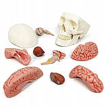 Анатомічна модель Черепа RESTEQ 11 частин 11x17x15 см деталізований анатомічний череп для навчання, фото 8