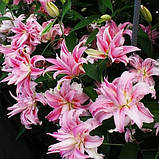 Лілія Broken Heart 14/16, фото 2