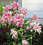 Лілія Broken Heart 14/16, фото 3