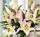 Лілія Hocus Pocust 14/16, фото 2