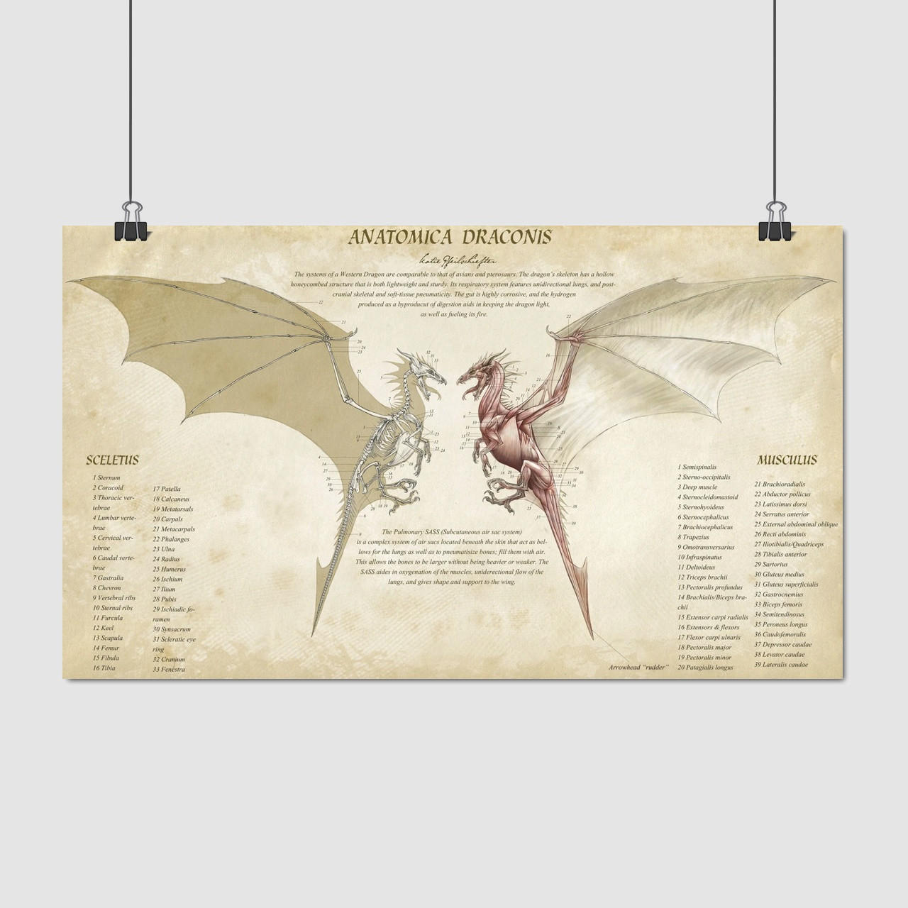 Плакат "Анатомія дракона", 35×60см