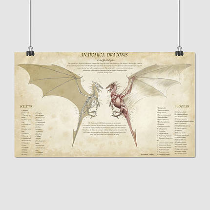 Плакат "Анатомія дракона", 35×60см, фото 1